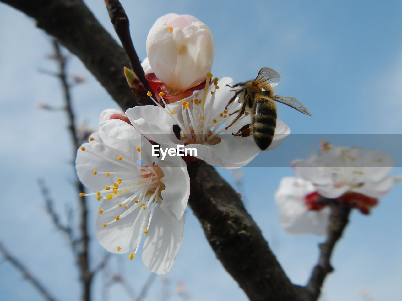 Close-up of white flowers blooming in garden