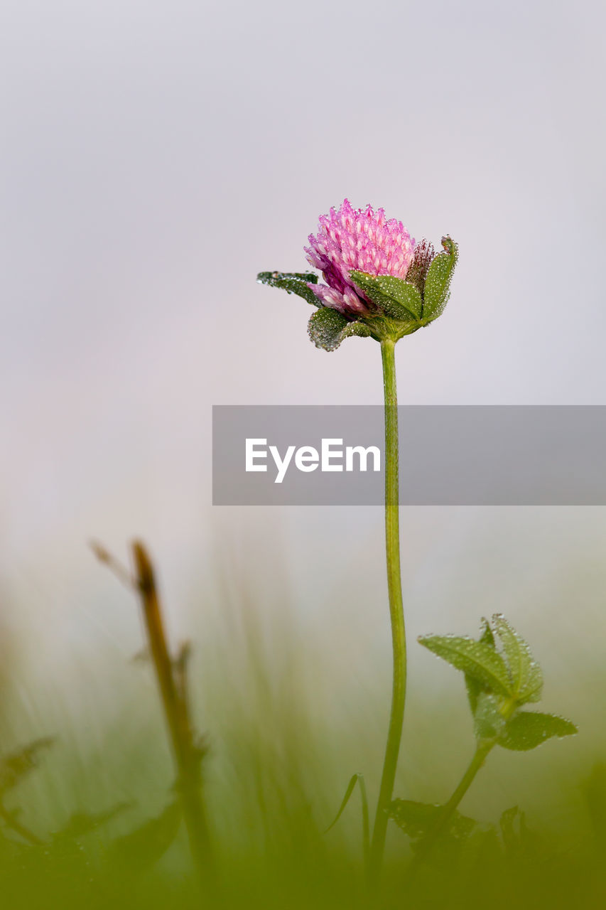 CLOSE-UP OF FLOWER BLOOMING AGAINST PLANT