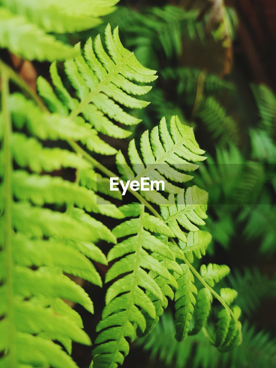 CLOSE-UP OF GREEN LEAVES ON TREE