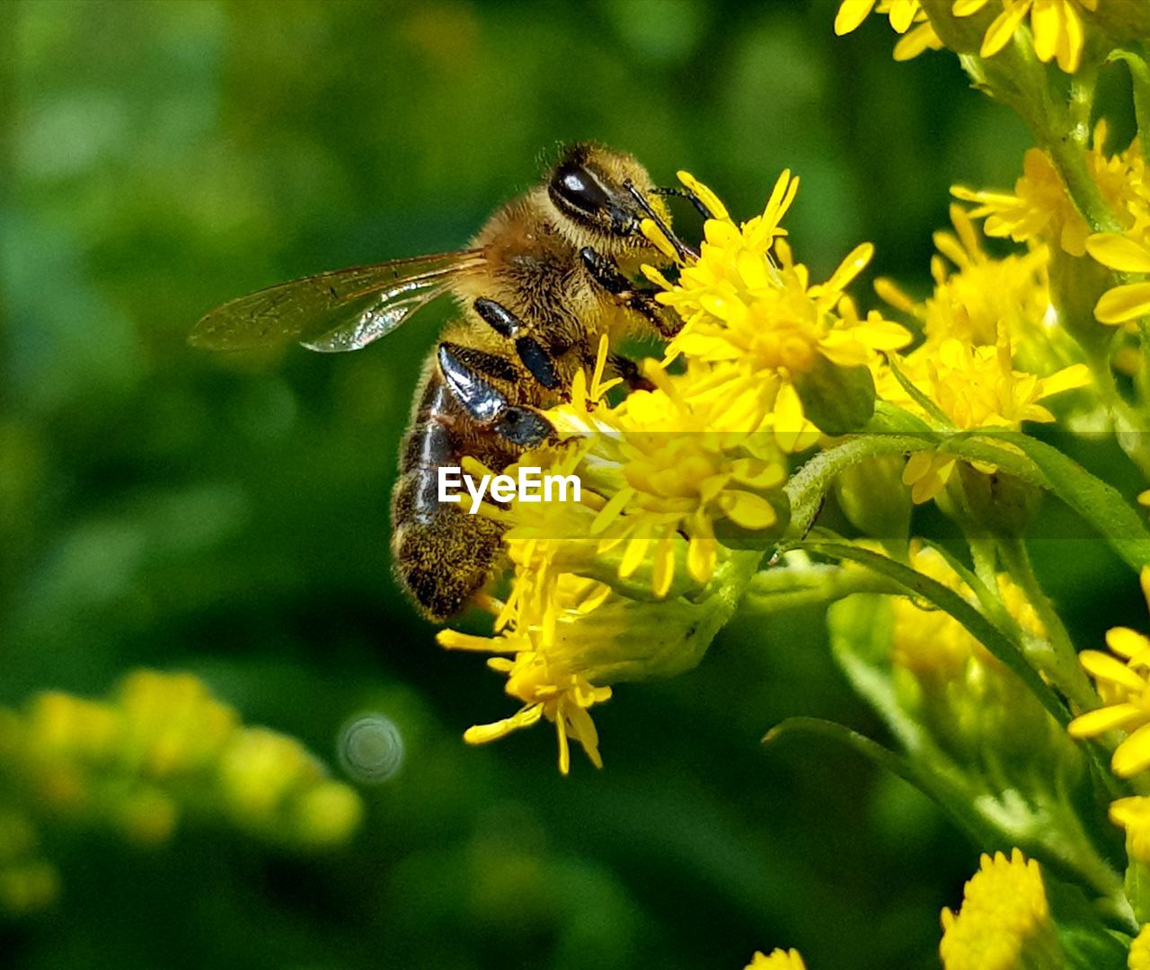 Close-up of insect on yellow flower