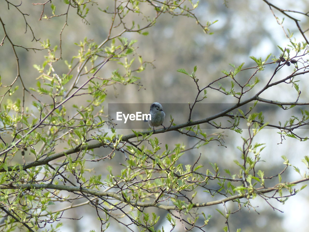 BIRD PERCHING ON A TREE