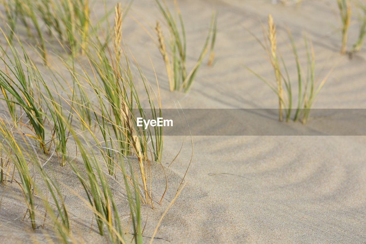 CLOSE-UP OF CROPS GROWING ON SAND