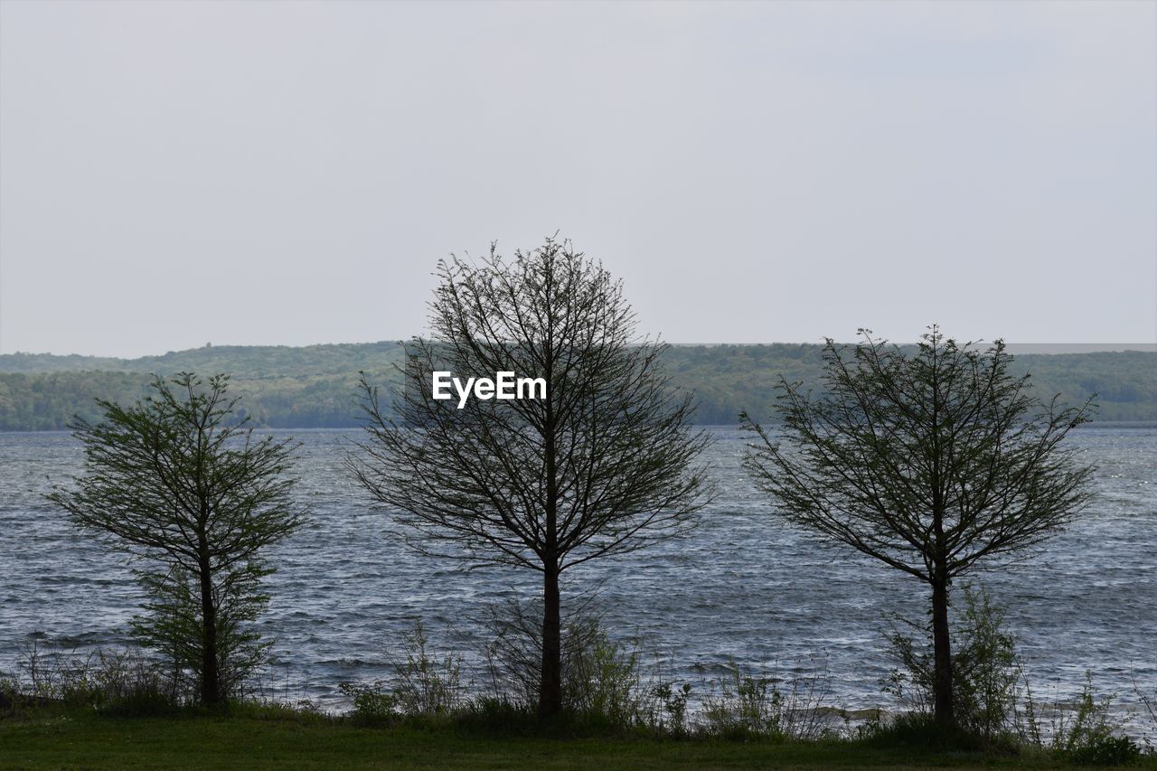 VIEW OF BARE TREE AGAINST SEA