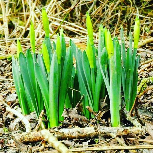 CLOSE-UP OF PLANT ON FIELD