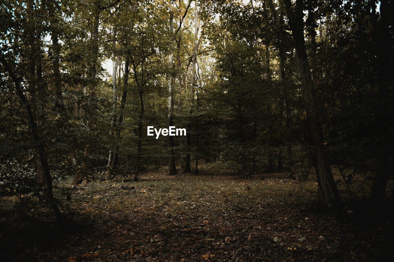 VIEW OF TREES IN FOREST