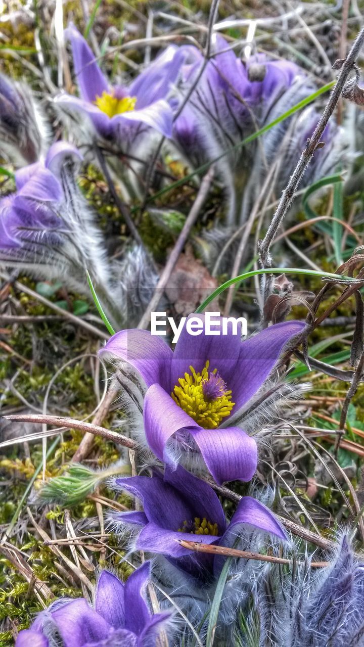 CLOSE-UP OF PURPLE CROCUS FLOWERS ON LAND