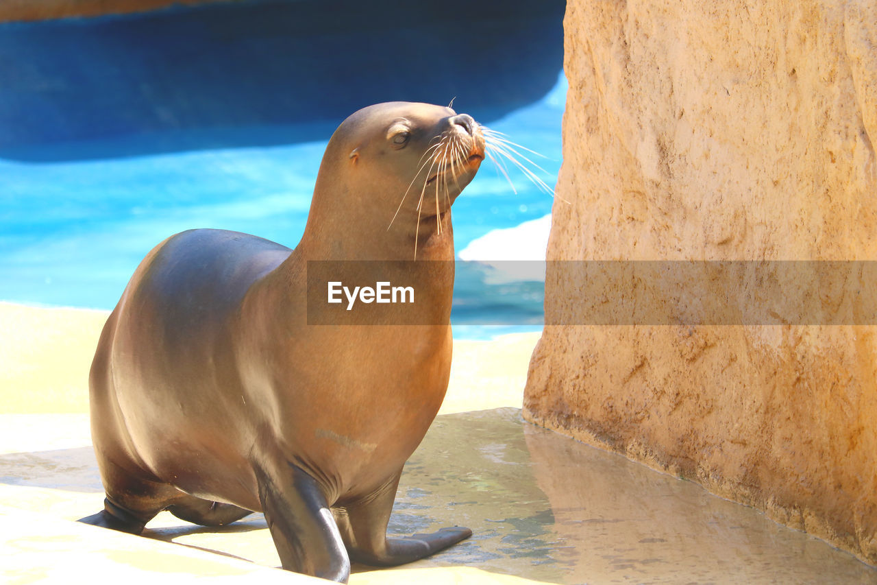 HIGH ANGLE VIEW OF SEA LION IN WATER