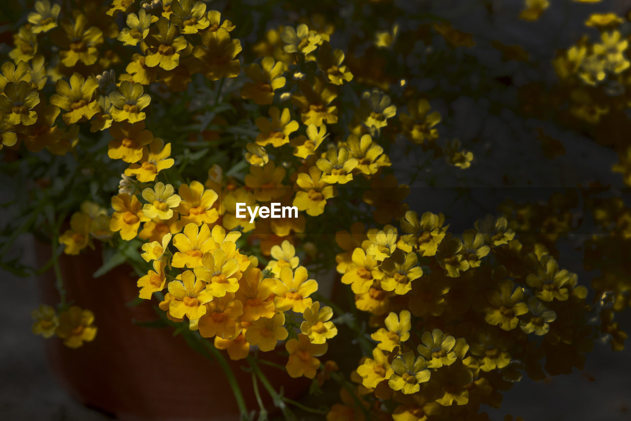 HIGH ANGLE VIEW OF YELLOW FLOWERING PLANT