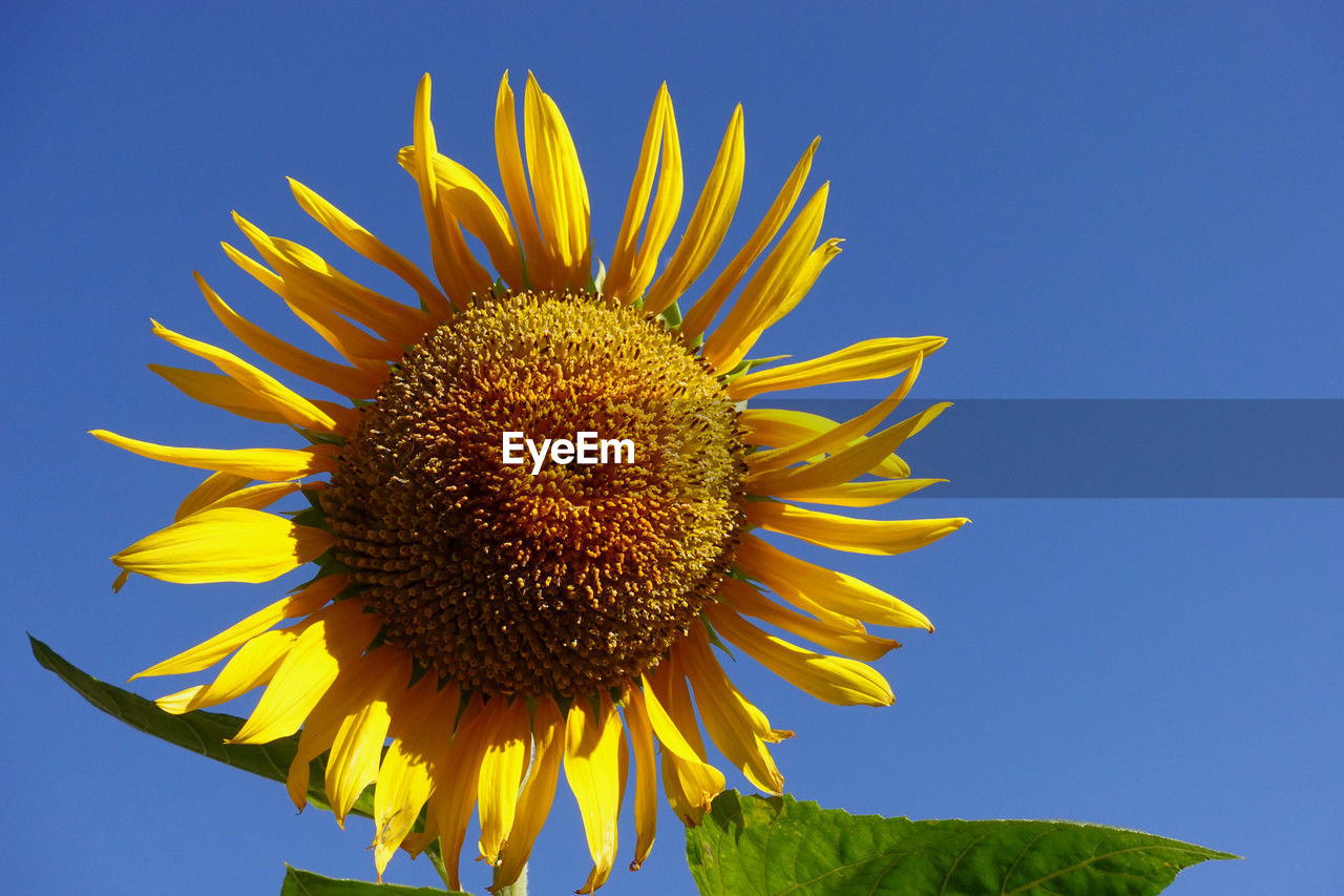 plant, flower, sunflower, flowering plant, flower head, beauty in nature, yellow, freshness, growth, inflorescence, nature, petal, fragility, close-up, sky, blue, pollen, no people, clear sky, sunflower seed, outdoors, field, plant stem, leaf, botany, seed, macro photography, day, springtime, plant part