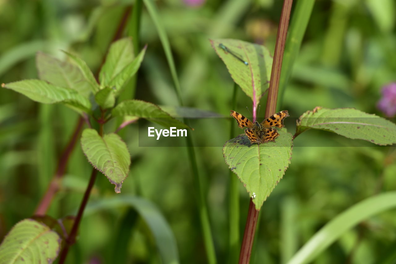 Close-up of insect on plant