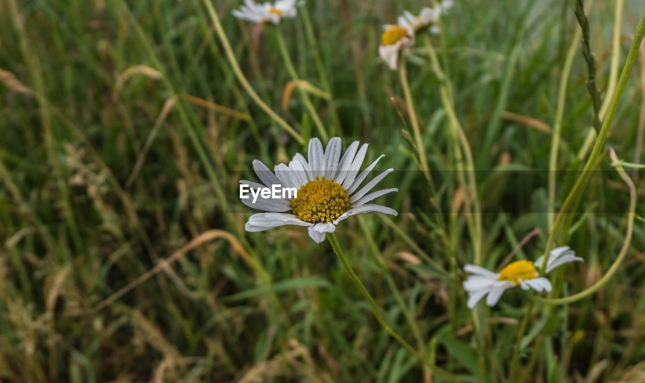 Close-up of white flower on field