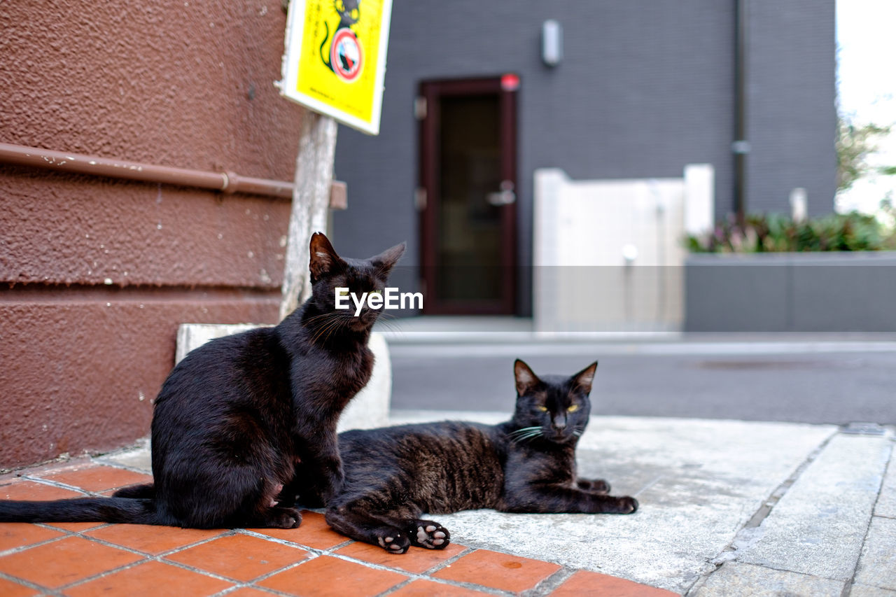 Portrait of black cats sitting on street against house
