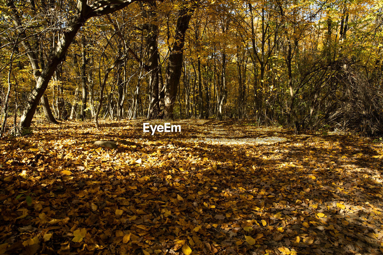 SUNLIGHT FALLING ON LEAVES IN FOREST DURING AUTUMN