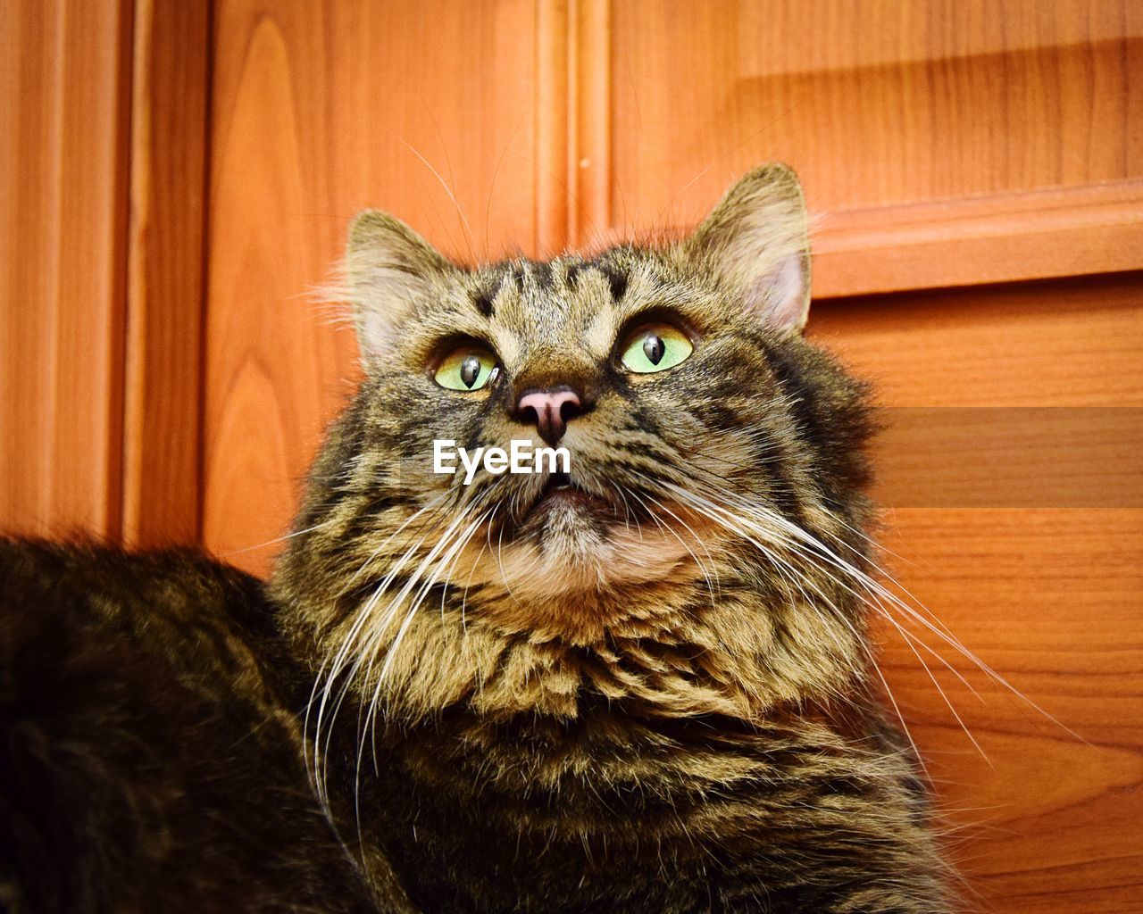 Tabby looking up against wooden door