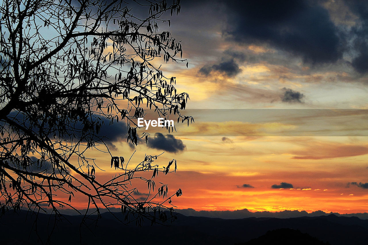 SILHOUETTE OF TREE DURING SUNSET