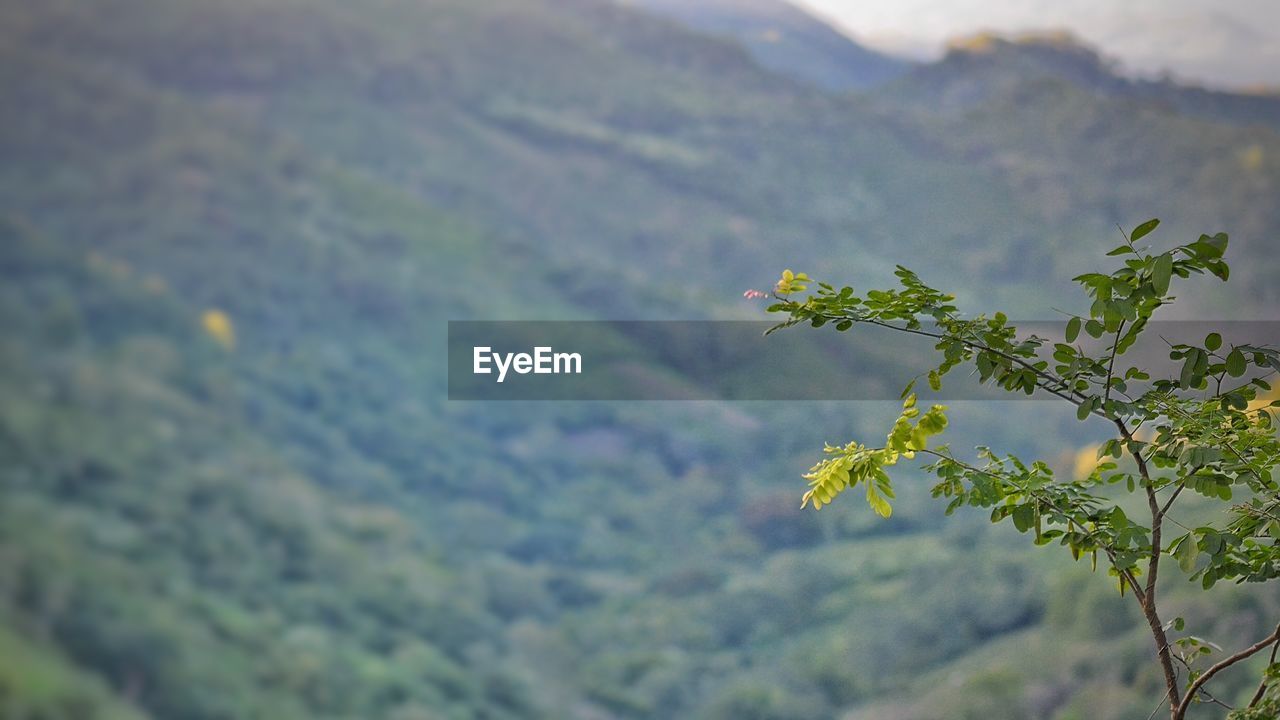 Plants growing on mountain