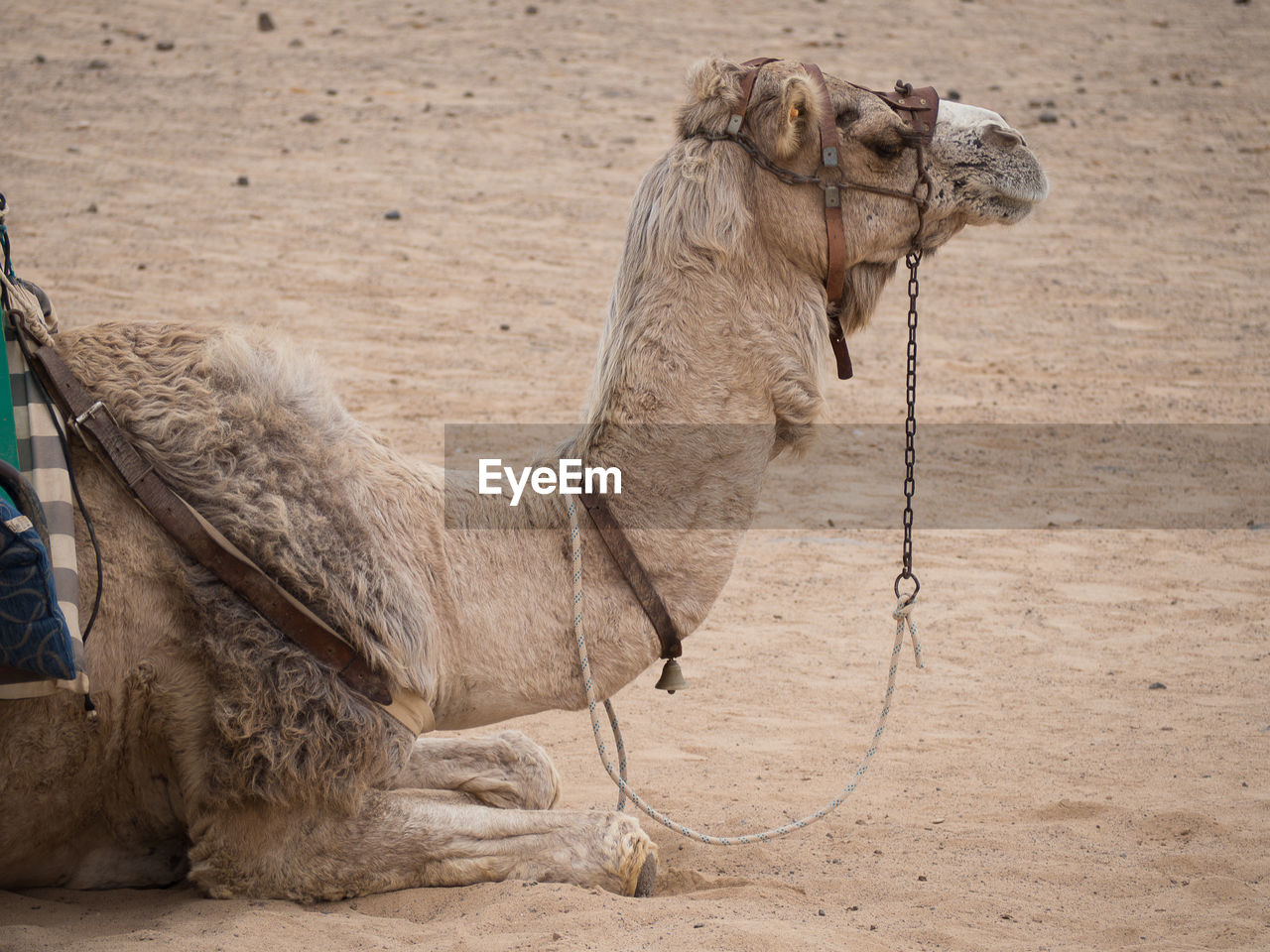 Camel relaxing at beach