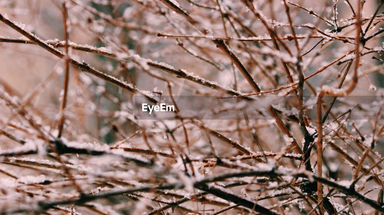 Full frame shot of dried plants