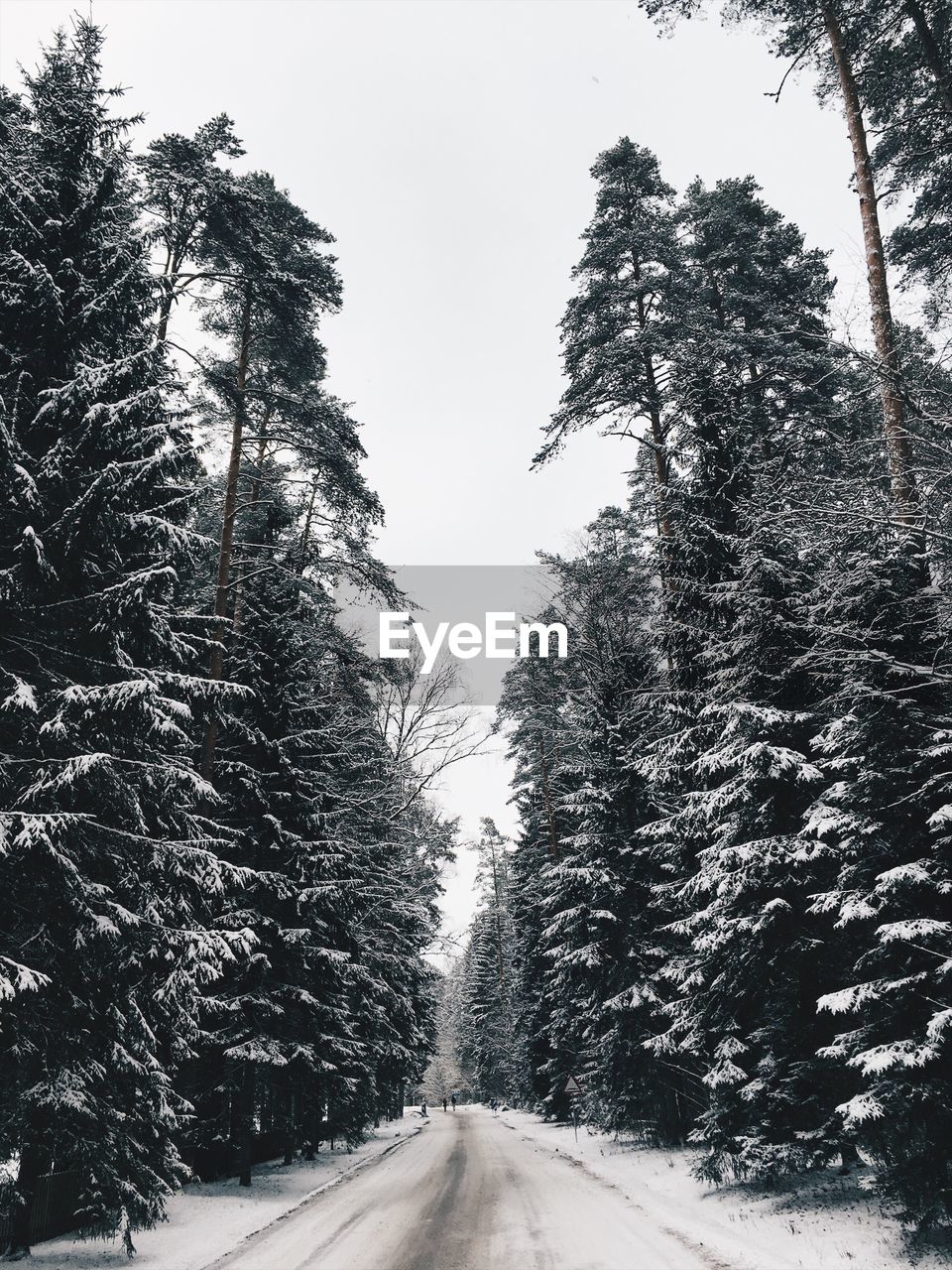 ROAD AMIDST TREES AGAINST CLEAR SKY