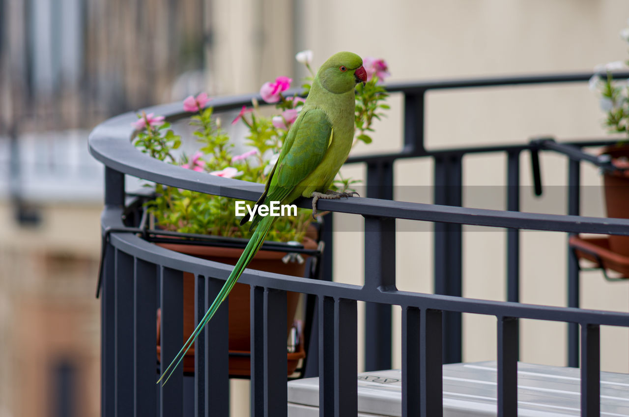 Close-up of parrot perching on railing