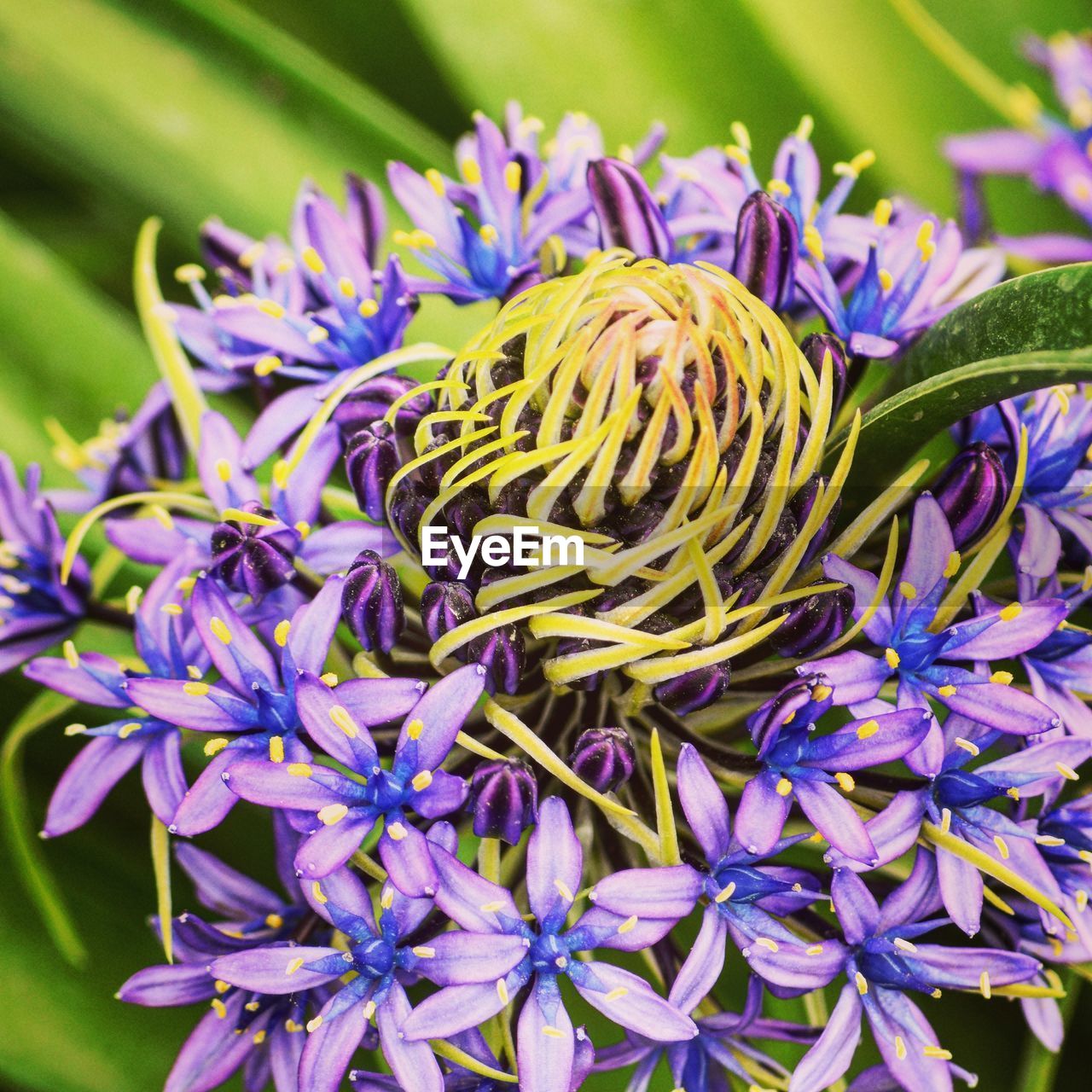 Close-up of purple flowers blooming outdoors