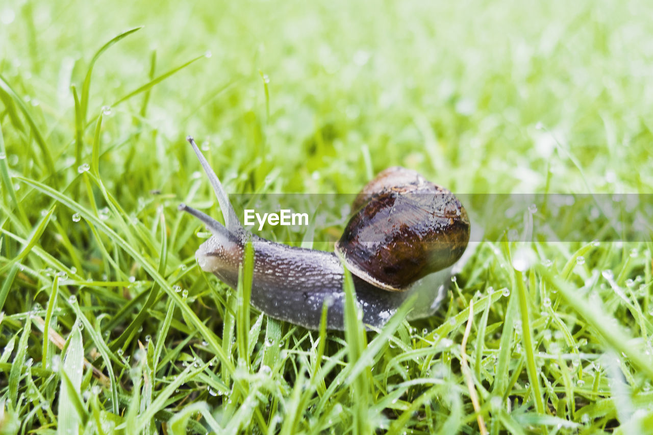 CLOSE-UP OF SNAIL IN FIELD