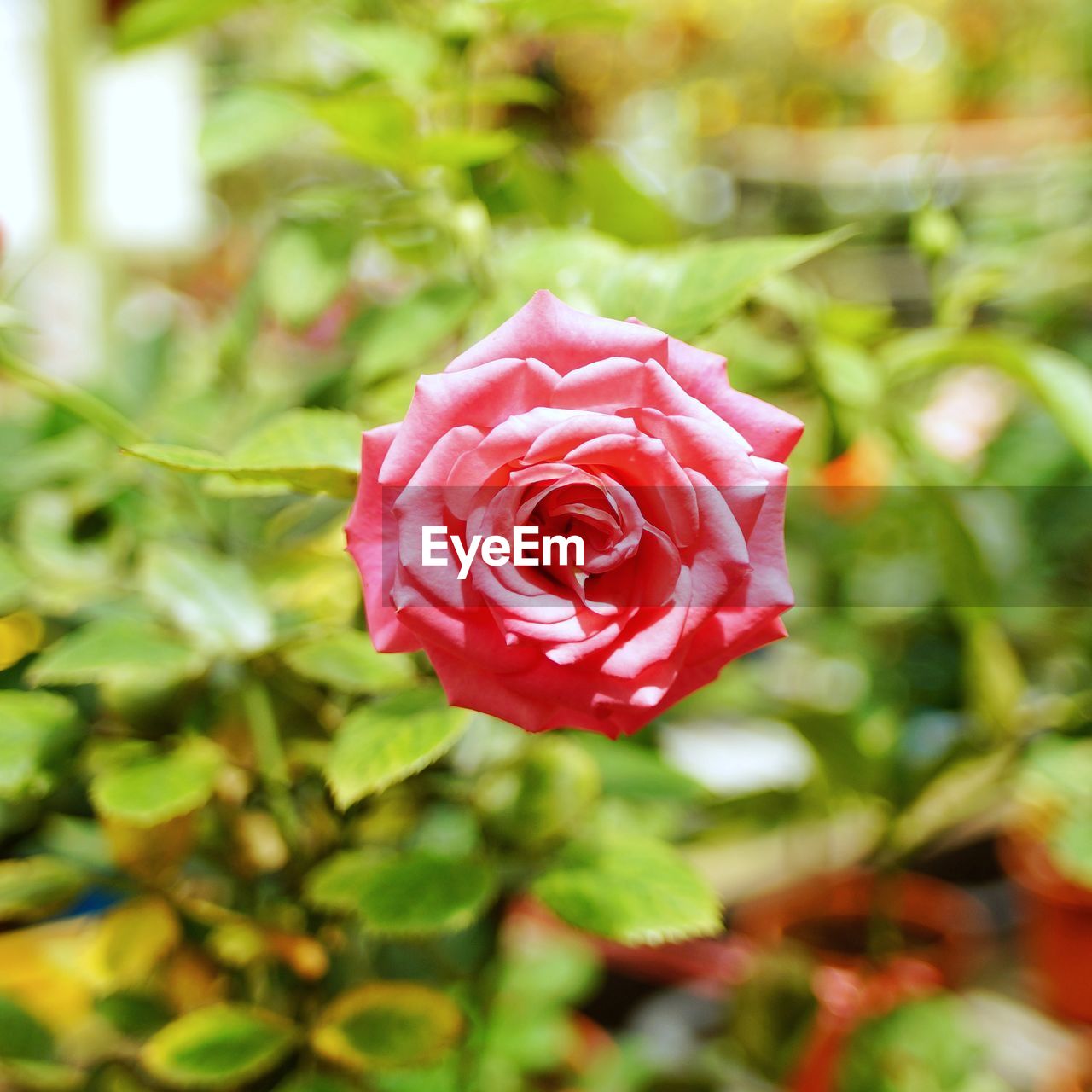 CLOSE-UP OF RED ROSES BLOOMING OUTDOORS