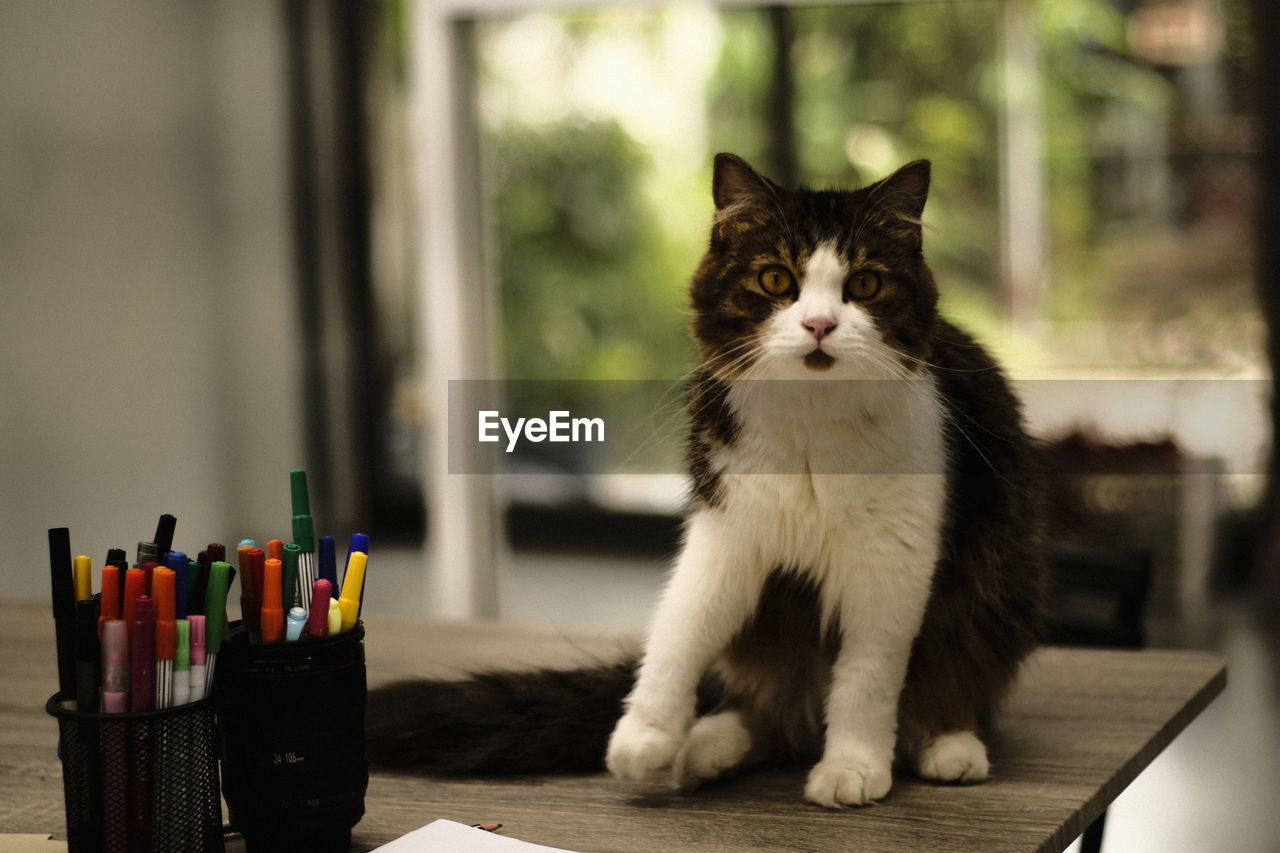 Portrait of cat sitting on table