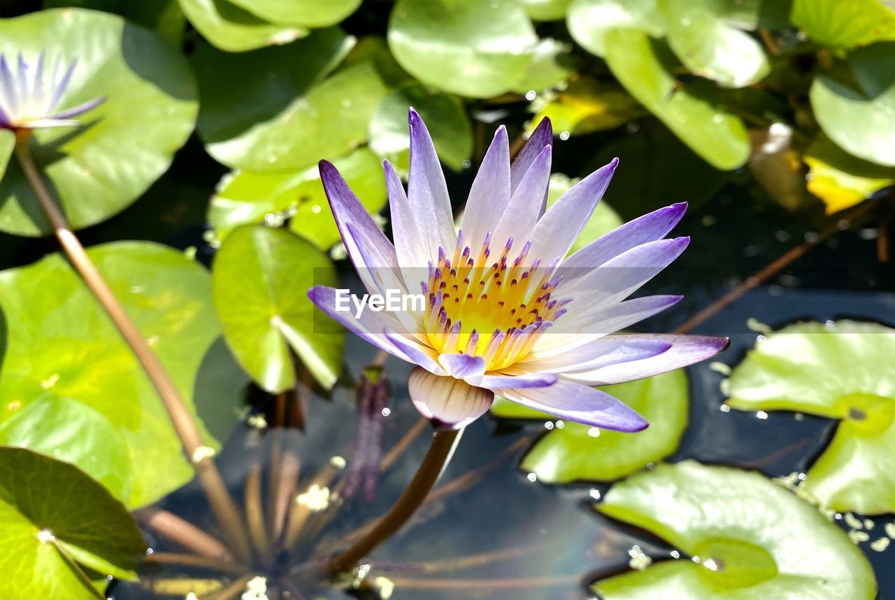 CLOSE-UP OF PURPLE LOTUS WATER LILY IN POND
