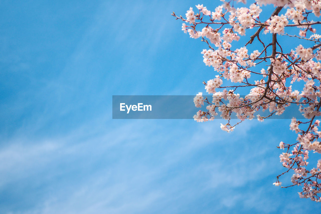 LOW ANGLE VIEW OF PINK FLOWERING TREE AGAINST SKY