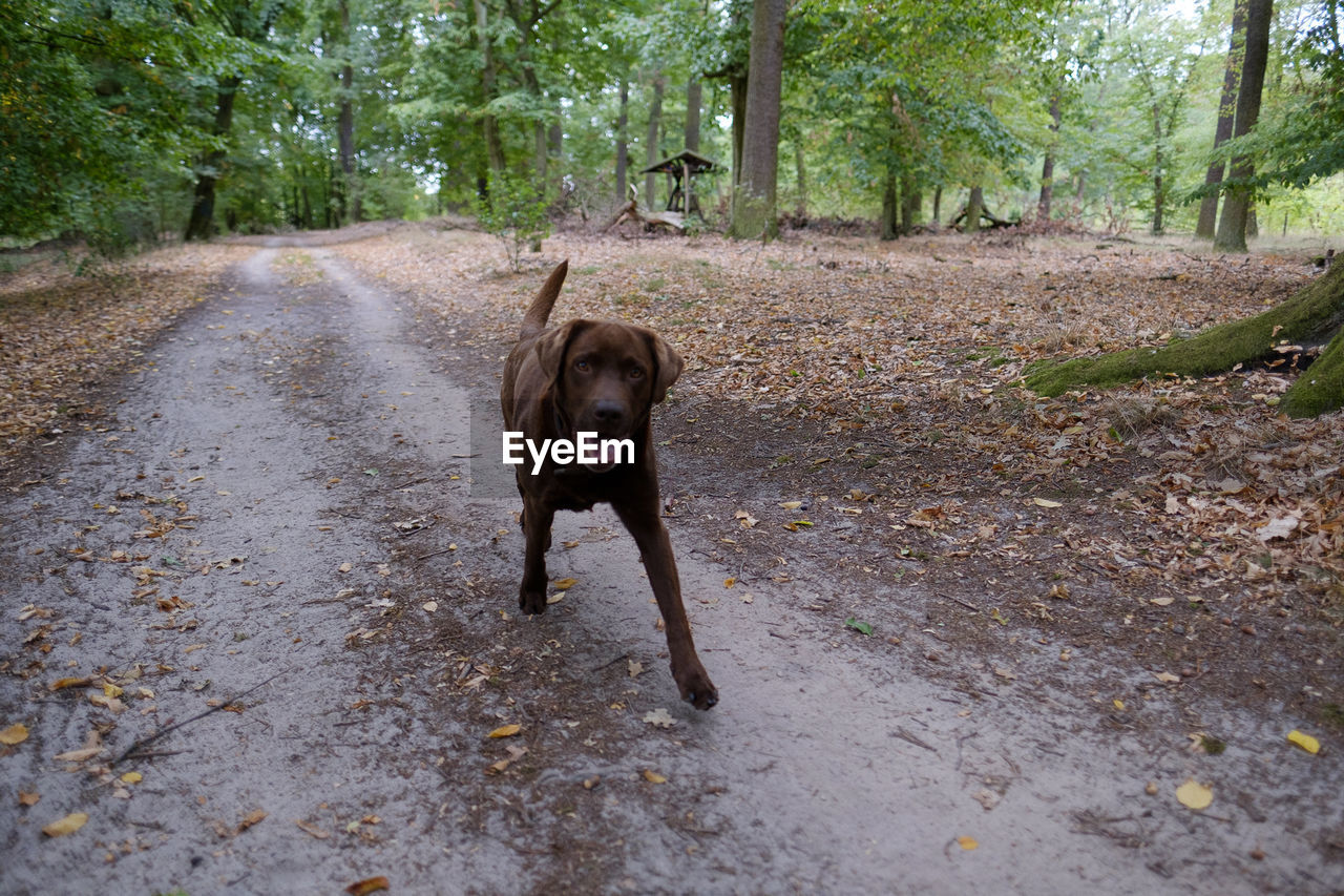 Portrait of dog running on road