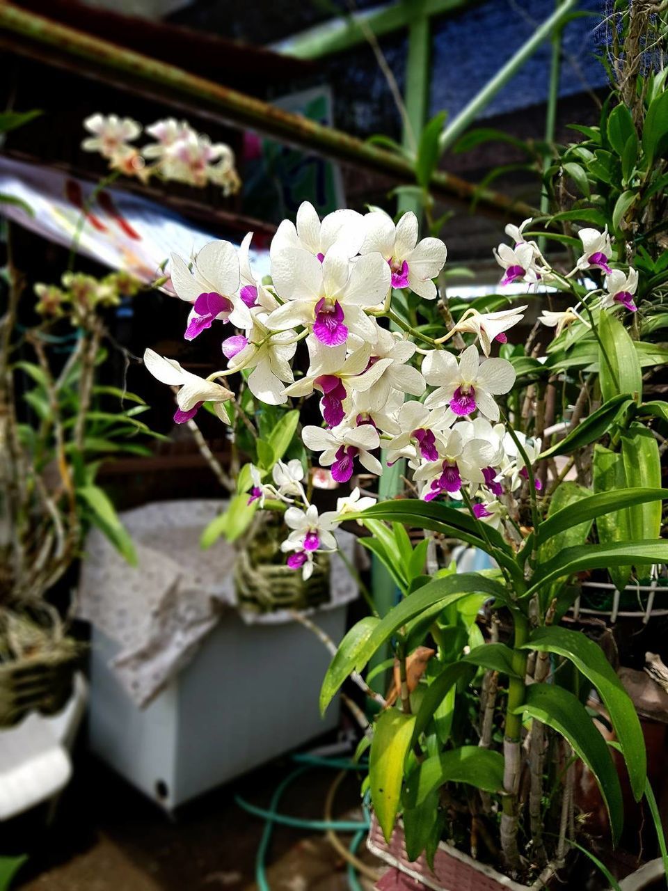 CLOSE-UP OF FLOWERS