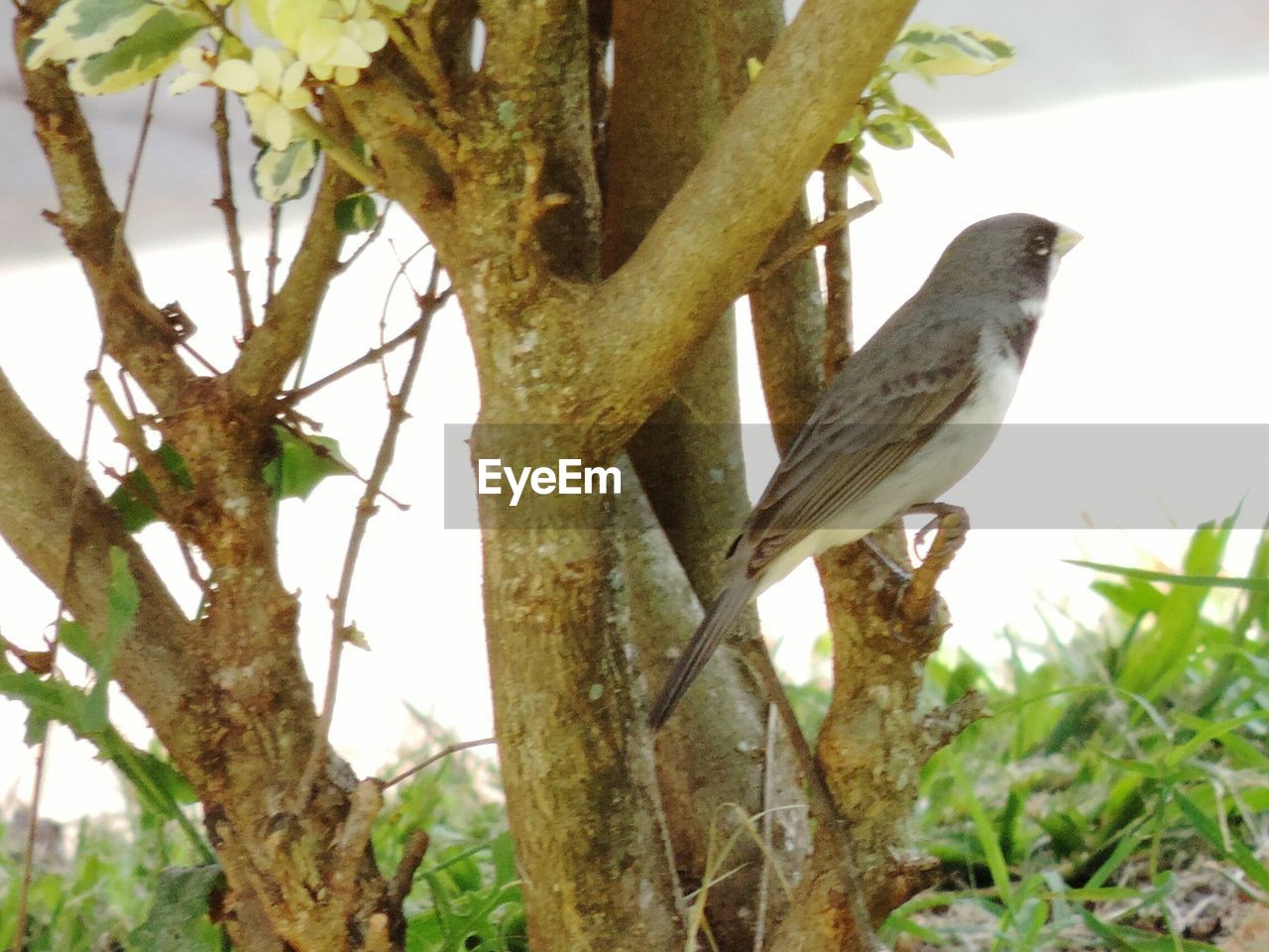 LOW ANGLE VIEW OF BIRDS PERCHING ON TREE AGAINST SKY