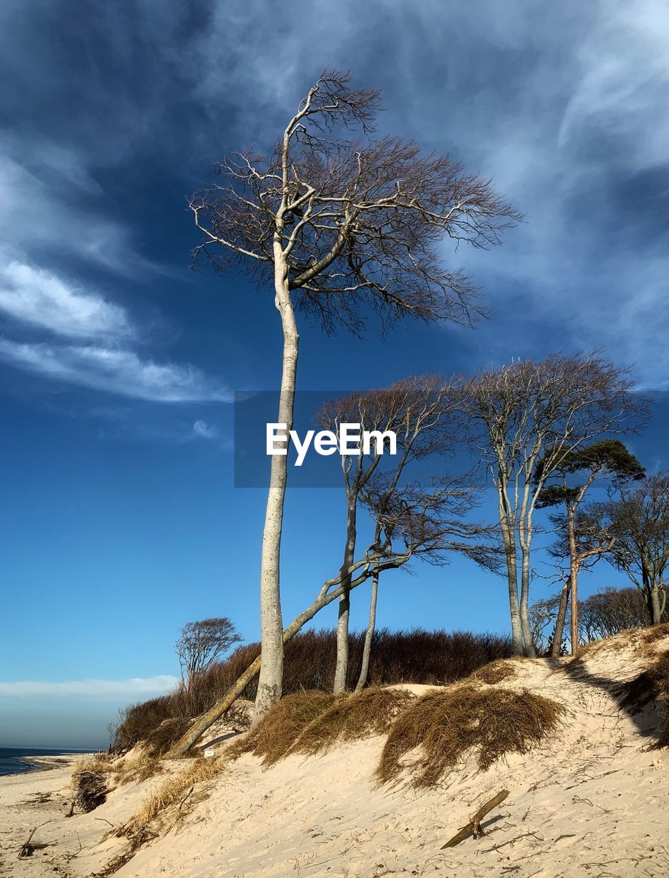 Bare tree on sand against sky