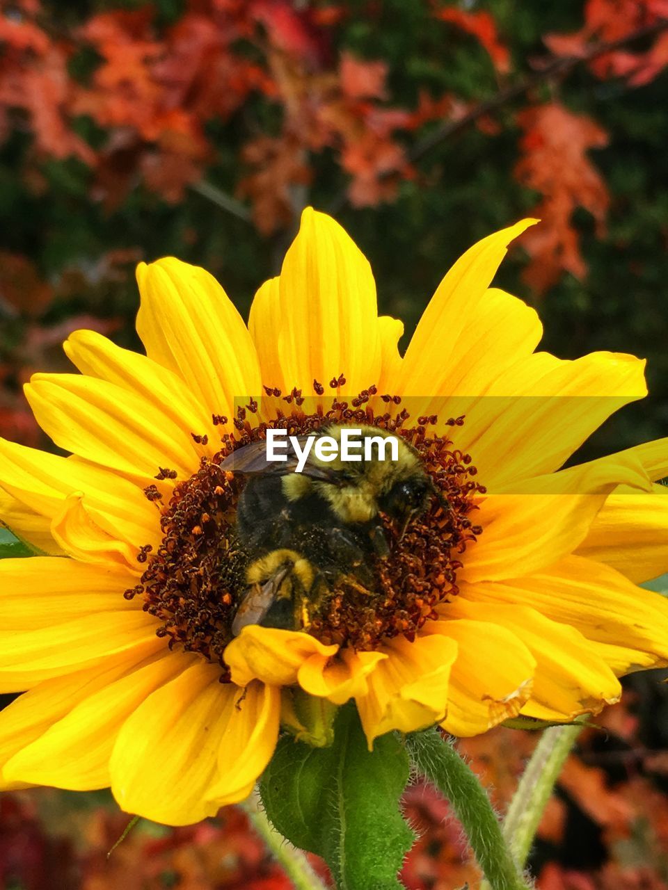 CLOSE-UP OF INSECT POLLINATING ON YELLOW FLOWER