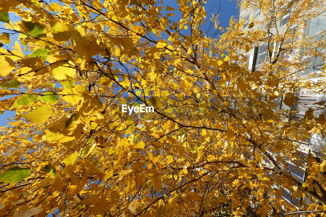 LOW ANGLE VIEW OF TREE IN AUTUMN