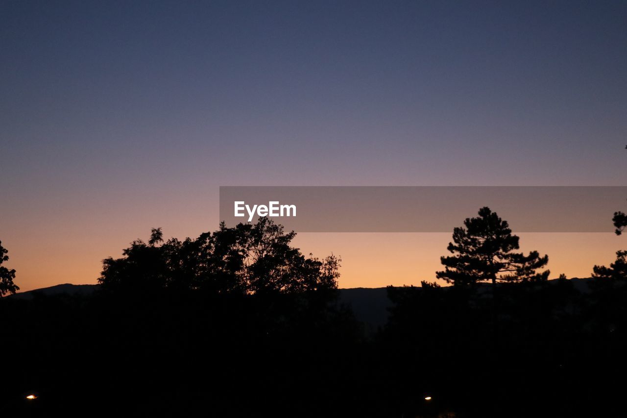 SILHOUETTE TREES AND PLANTS AGAINST CLEAR SKY