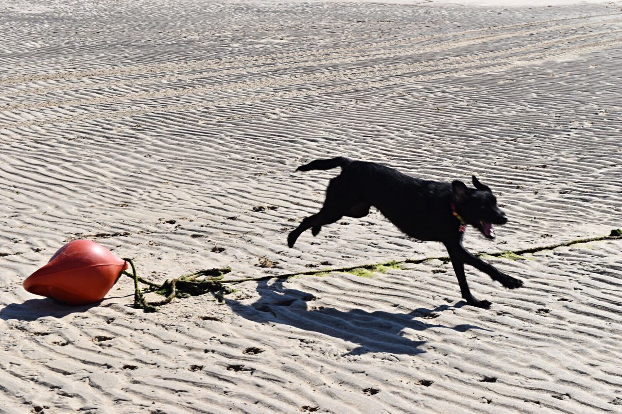 DOG IN WATER