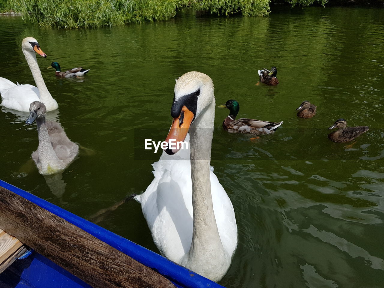 HIGH ANGLE VIEW OF SWAN SWIMMING ON LAKE