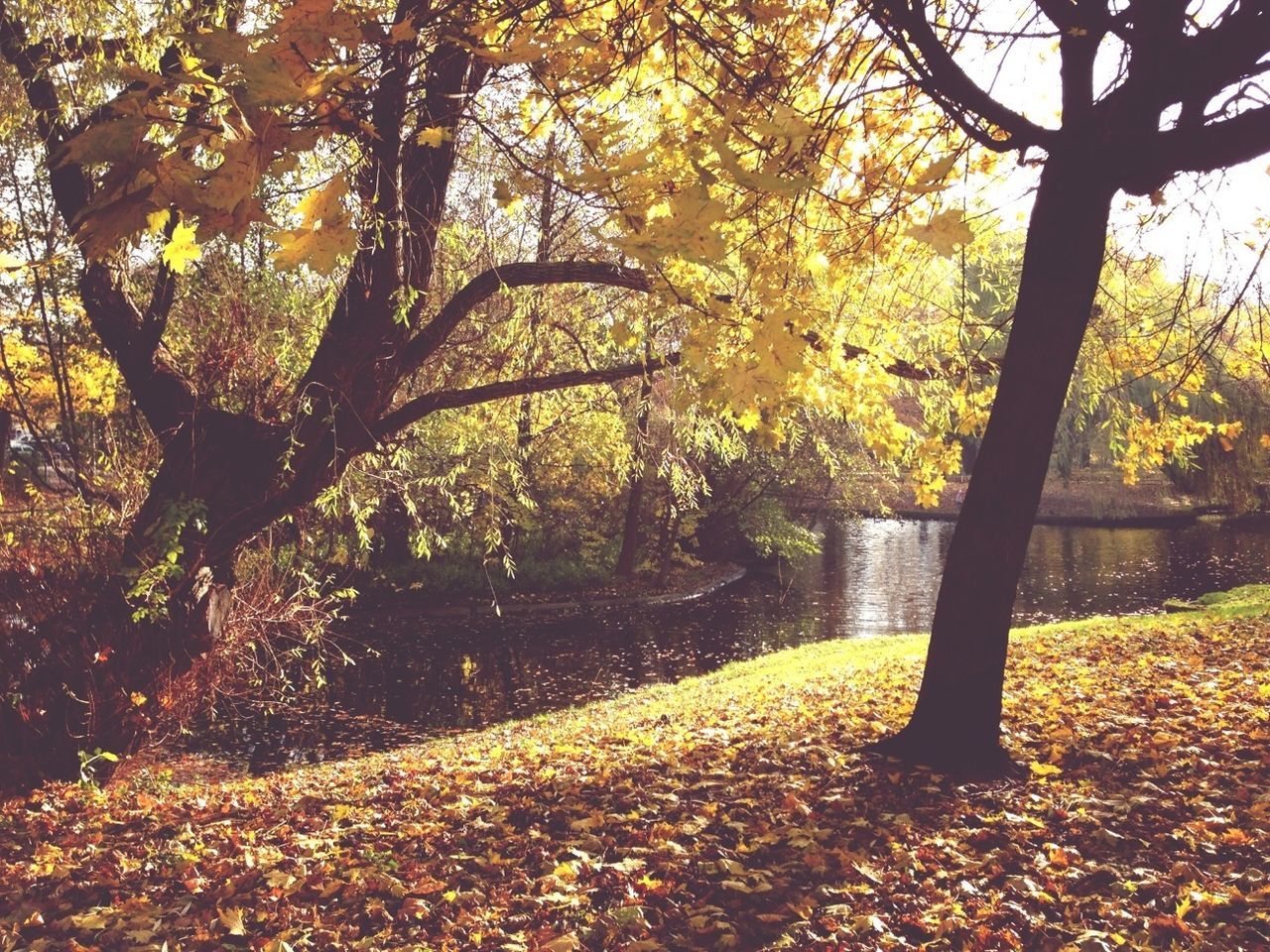 Park in autumn