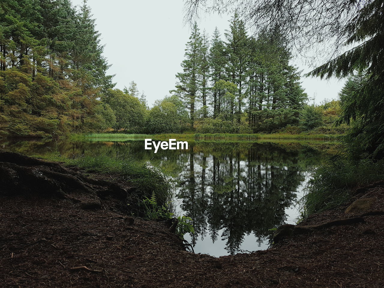 Trees reflecting on pond at forest