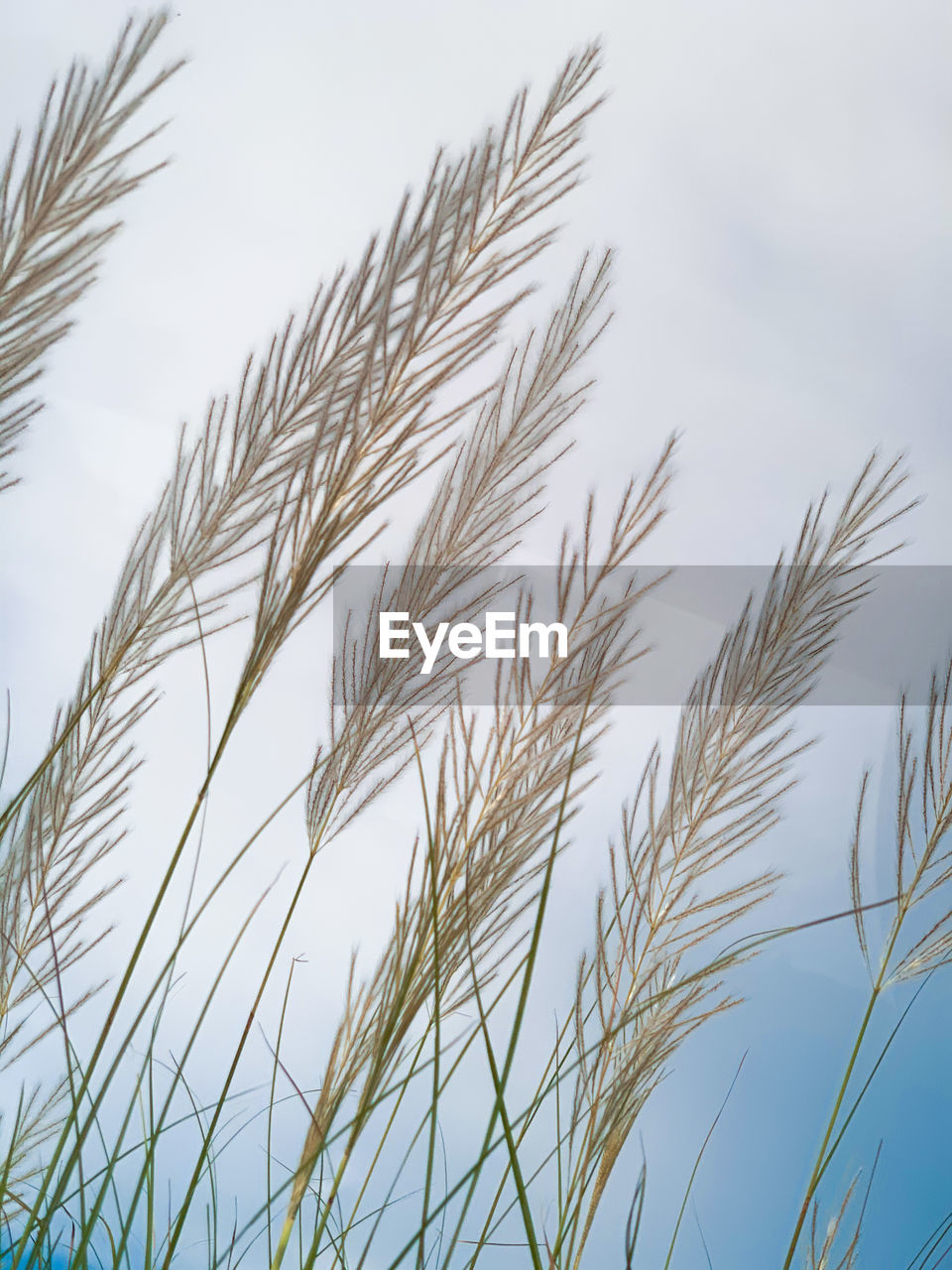 CLOSE-UP OF STALKS IN FIELD AGAINST CLEAR SKY