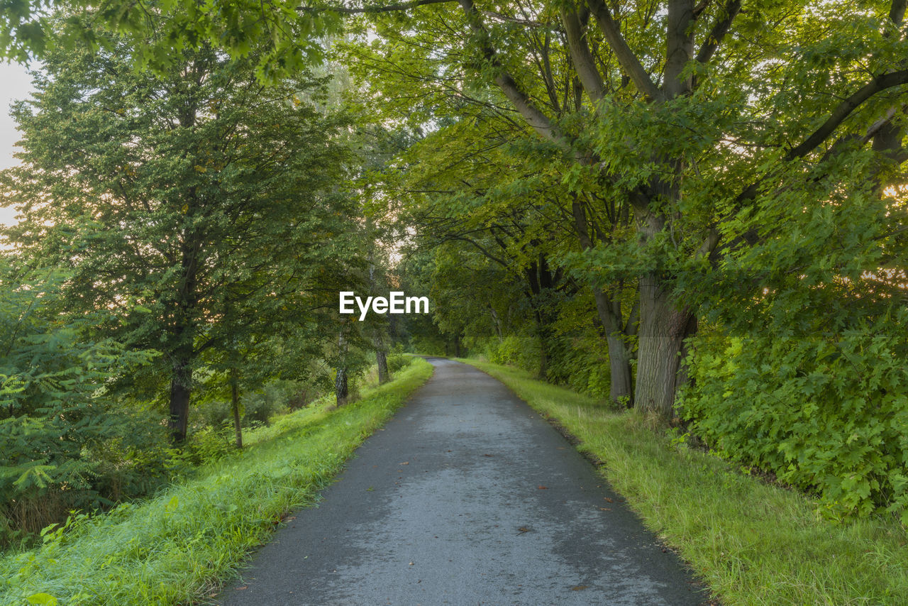 empty road amidst trees in forest