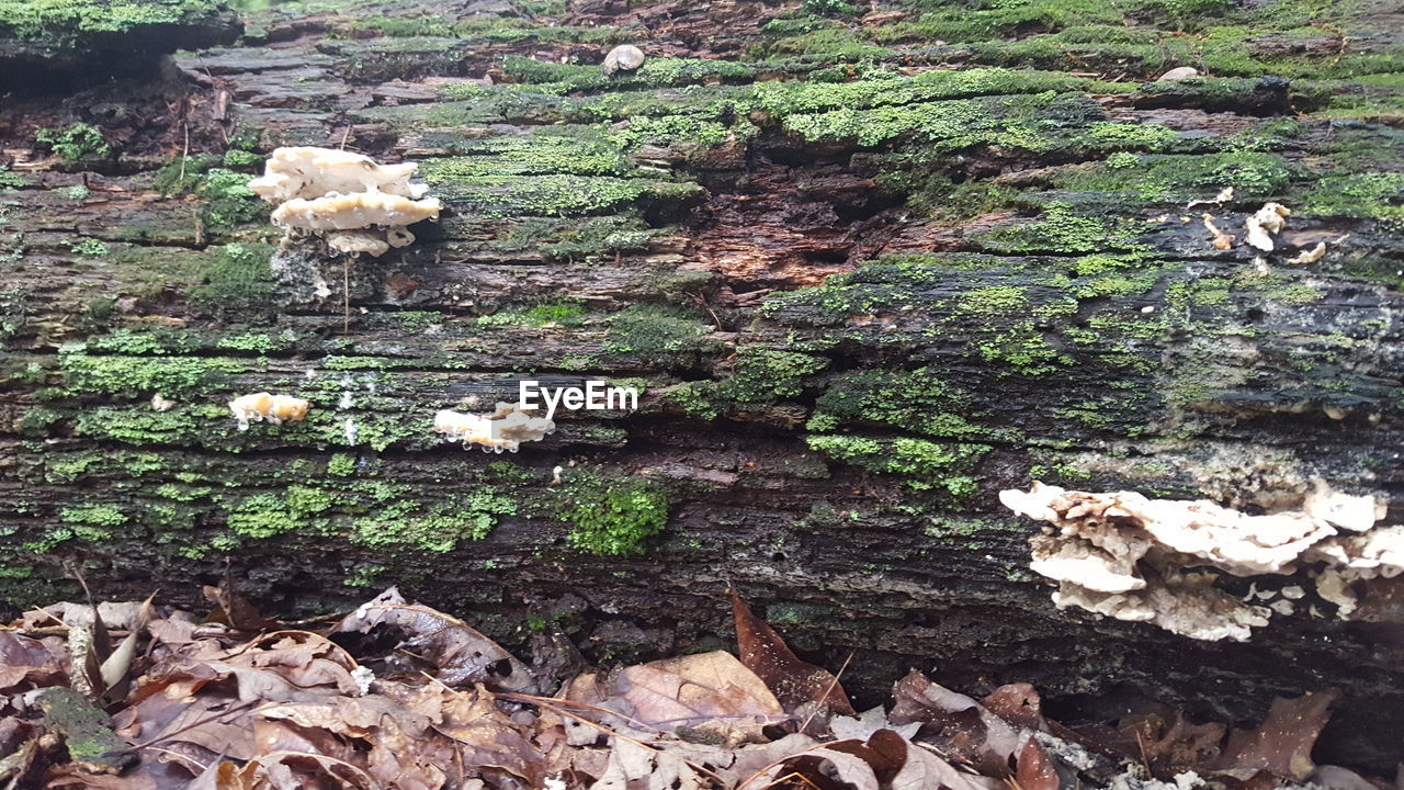 Close-up of mushrooms growing in forest