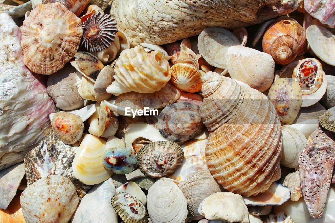 HIGH ANGLE VIEW OF SHELLS IN PLATE