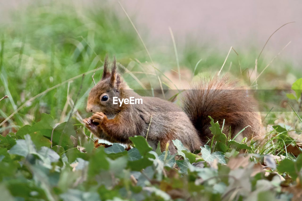 animal, animal themes, animal wildlife, mammal, squirrel, one animal, rodent, wildlife, eating, plant, nature, no people, selective focus, grass, food, cute, food and drink, outdoors, whiskers, brown, close-up, land, chipmunk, side view, prairie, day, plant part