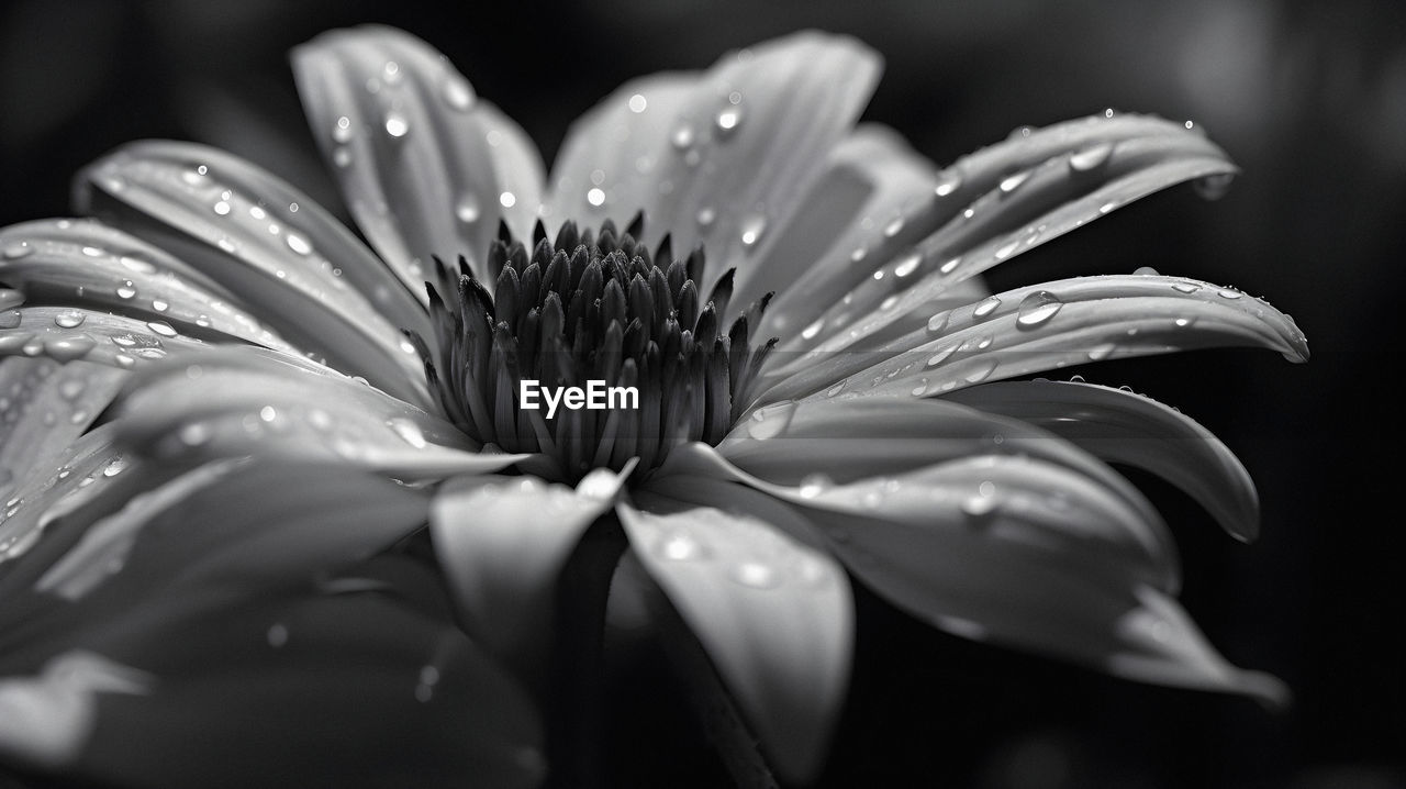 black and white, flower, plant, flowering plant, freshness, beauty in nature, drop, close-up, petal, water, monochrome photography, fragility, wet, growth, monochrome, nature, flower head, black, inflorescence, macro photography, selective focus, white, no people, pollen, outdoors, dew, rain, plant stem, focus on foreground, botany