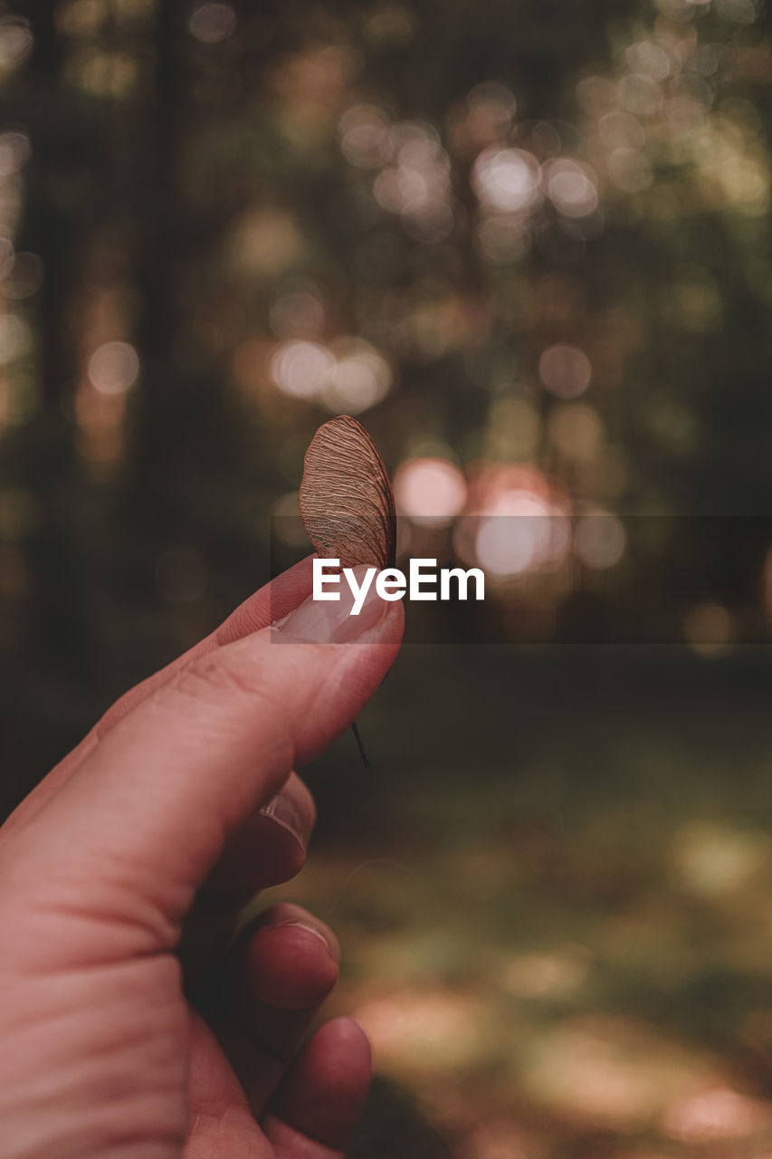 cropped hand of person holding plant