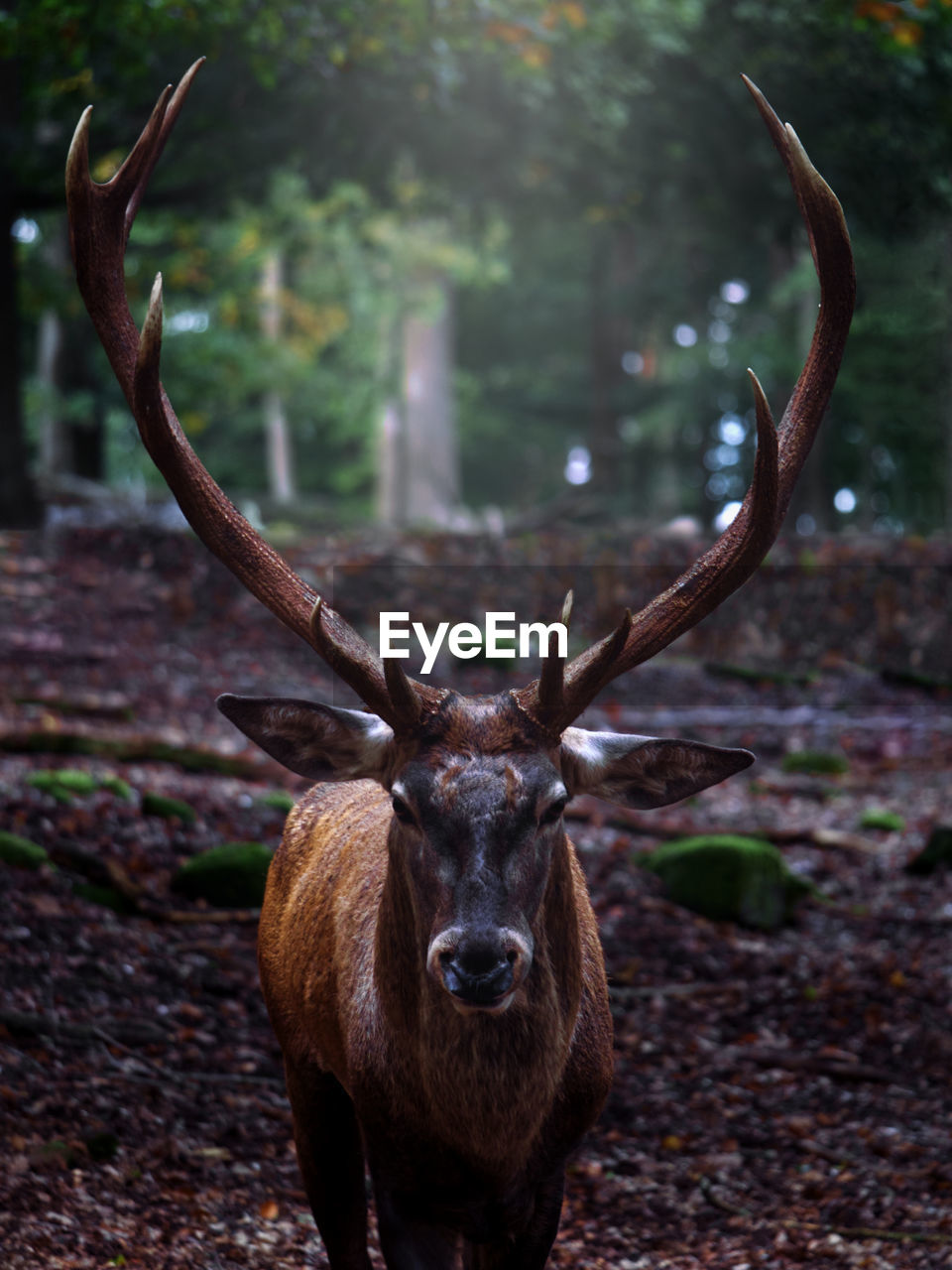 Frontal photo of a red deer with a nice antler in the german forest