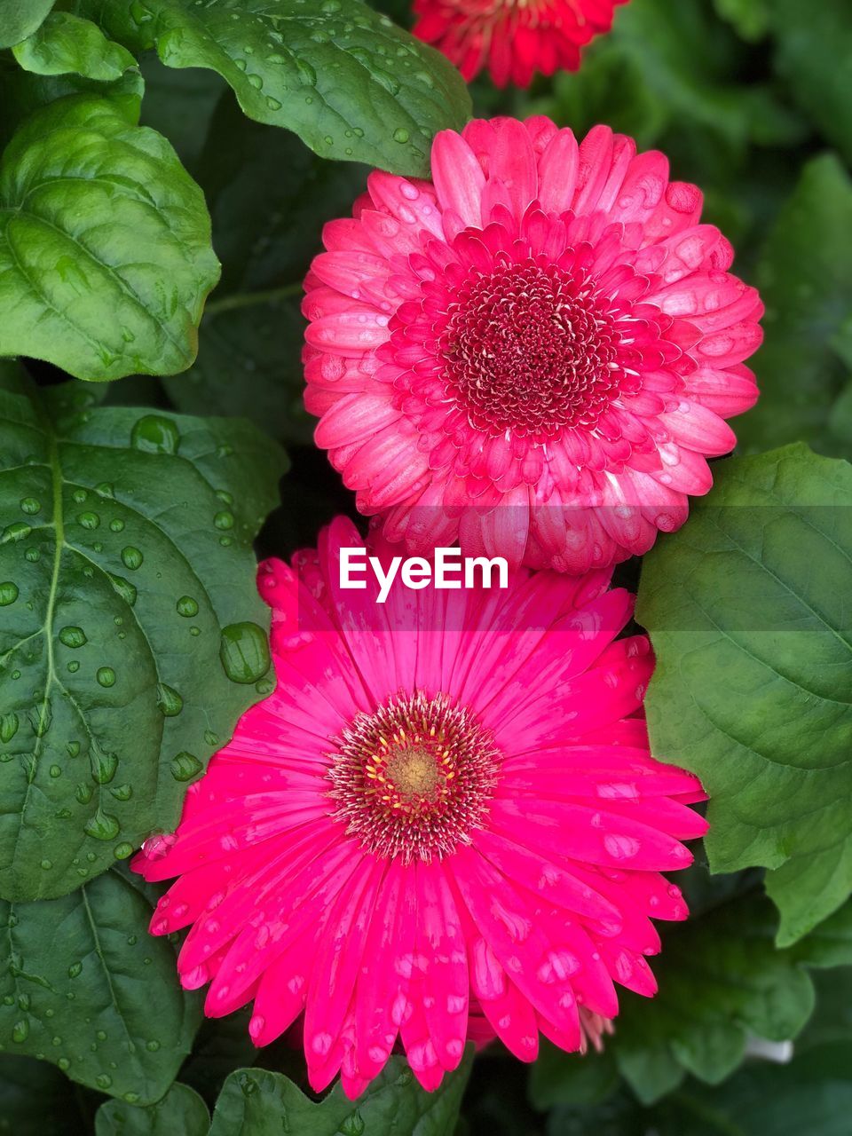 CLOSE-UP OF PINK FLOWER